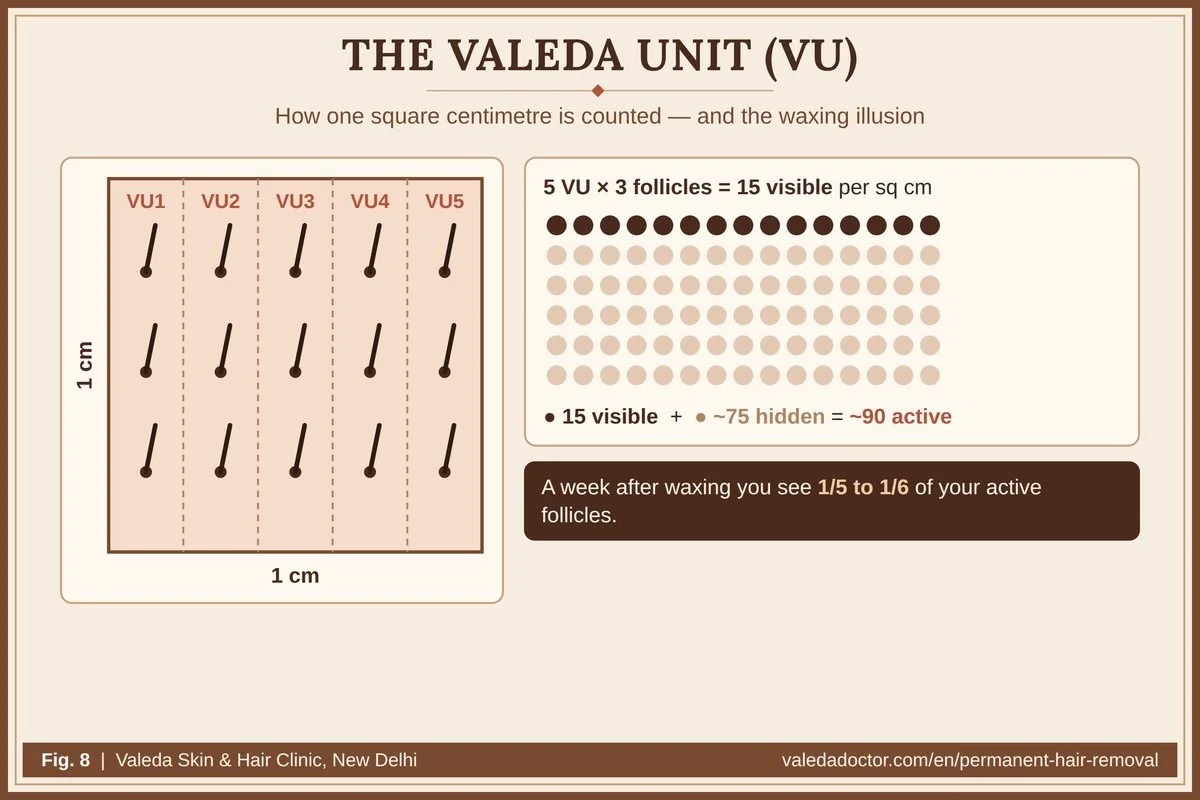 एक वर्ग सेंटीमीटर में पाँच Valeda Unit, प्रत्येक में तीन रोमकूप: 15 दिखाई देने वाले और लगभग 75 छिपे, कुल लगभग 90 सक्रिय रोमकूप